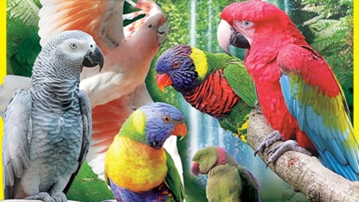 Papagáj kiállítás 2024. május 4-5.