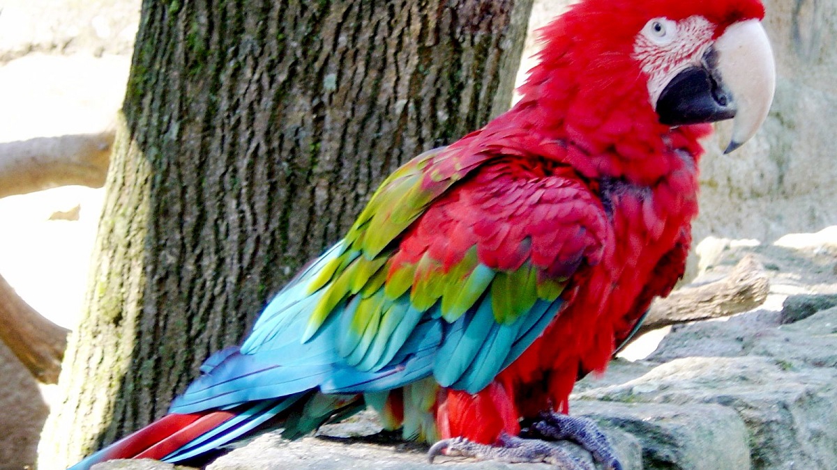 Papagáj kiállítás // Szeged terem