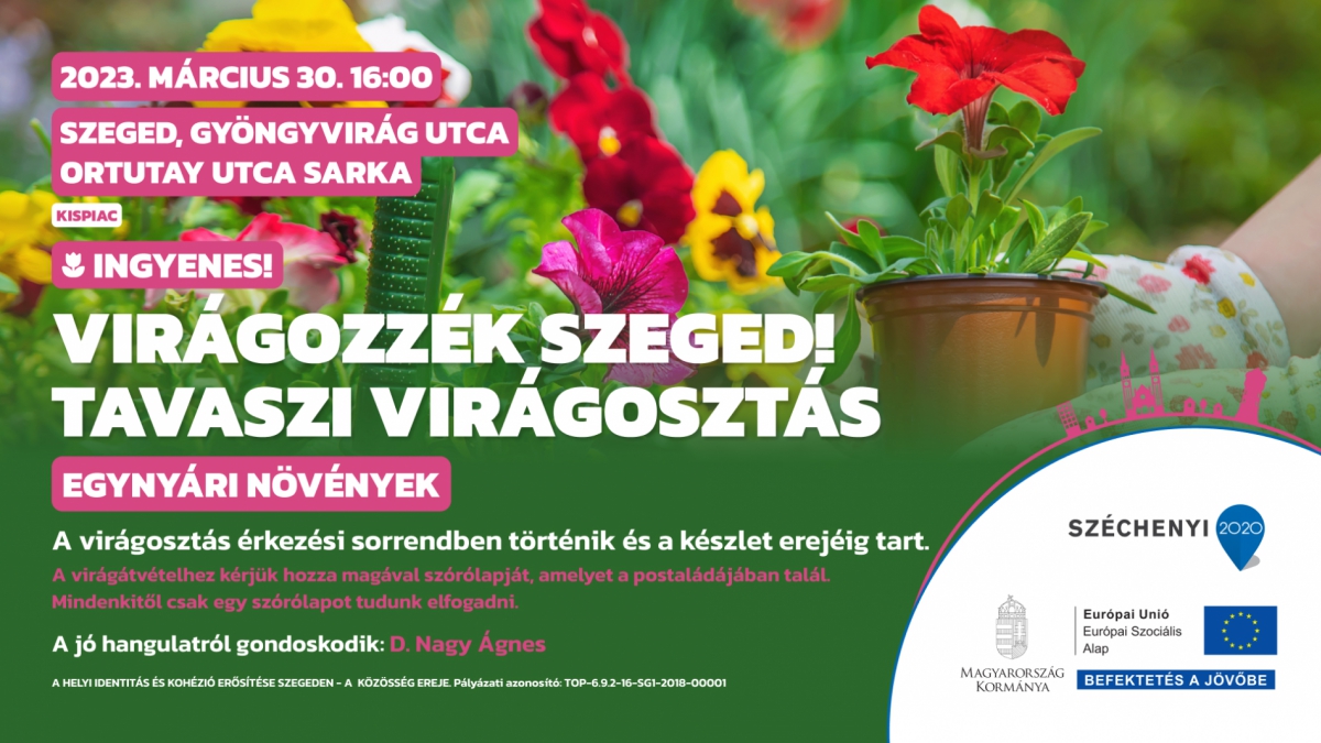 Virágozzék Szeged! Tavaszi virágosztás a Gyöngyvirág utca és az Ortutay utca sarkában