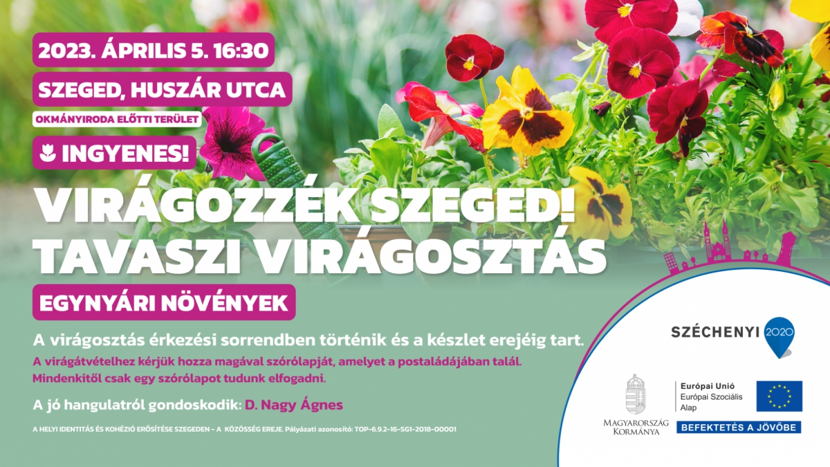 Virágozzék Szeged! Tavaszi virágosztás a Huszár utcában
