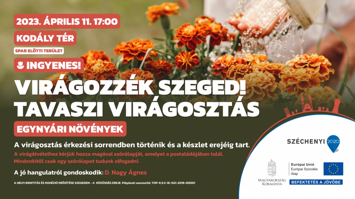 Virágozzék Szeged! Tavaszi virágosztás a Kodály téren