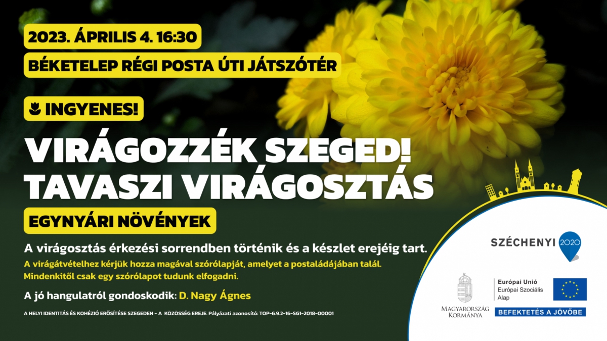 Virágozzék Szeged! Tavaszi virágosztás Béketelepen