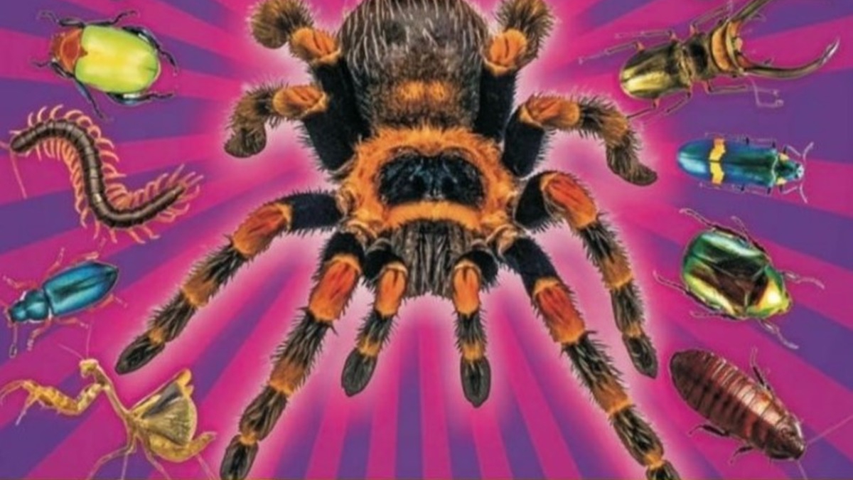 XXL Tarantula Expo - kisállat kiállítás - Szeged terem
